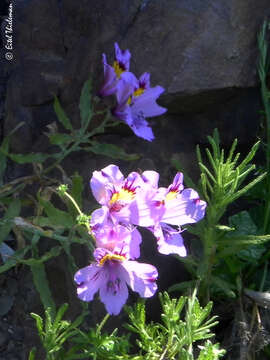 Image de Alstroemeria philippii Baker