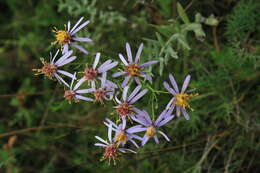 Image of Galatella cana (Waldst. & Kit.) Nees