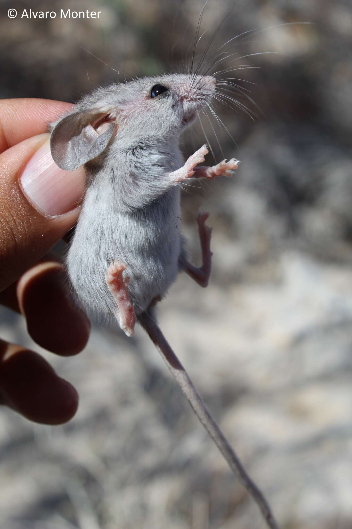 Imagem de Peromyscus crinitus (Merriam 1891)