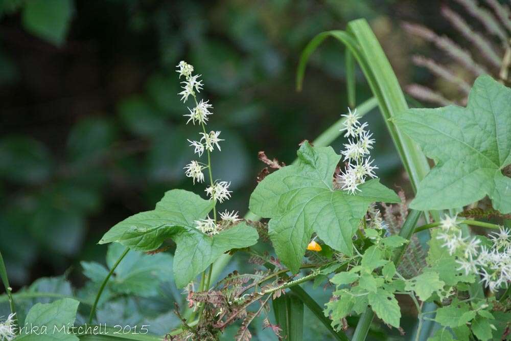 Image of Balsam-apple