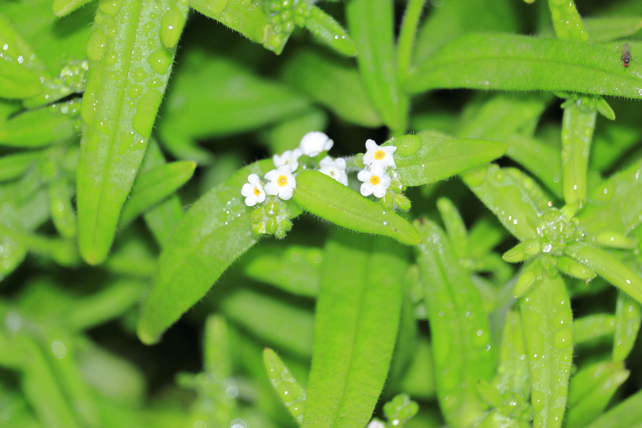 Слика од Cryptantha limensis (A. DC.) I. M. Johnst.