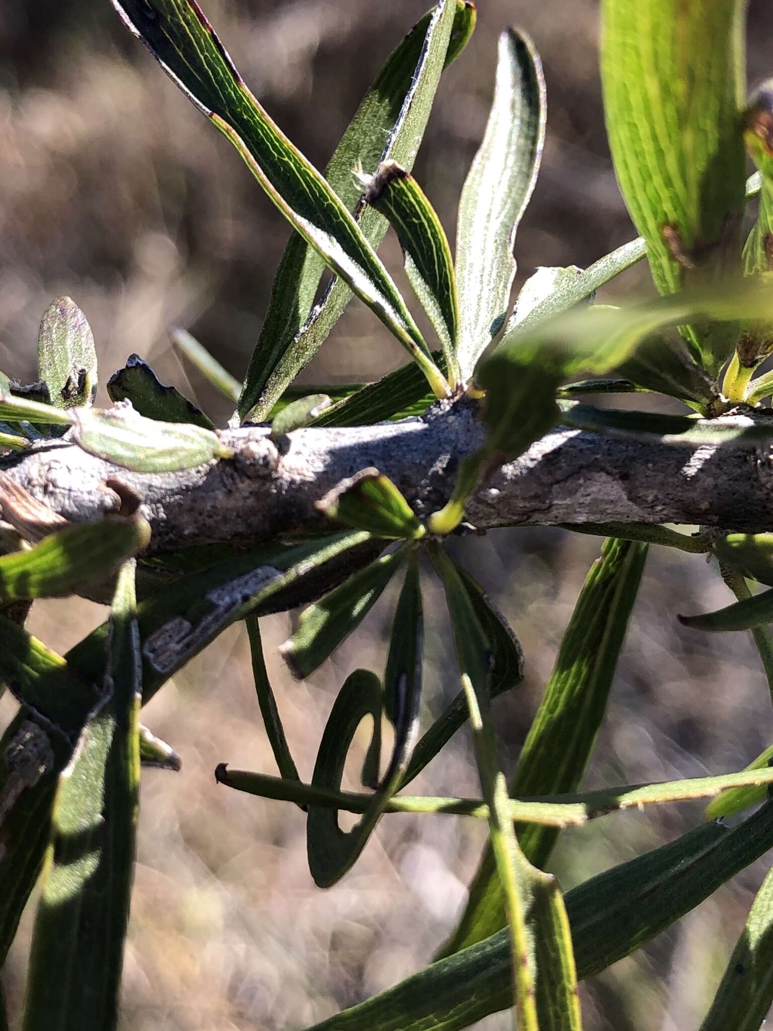 Plancia ëd Dolichandrone alternifolia (R. Br.) Seem.