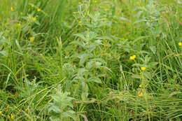 Image of Horse Mint