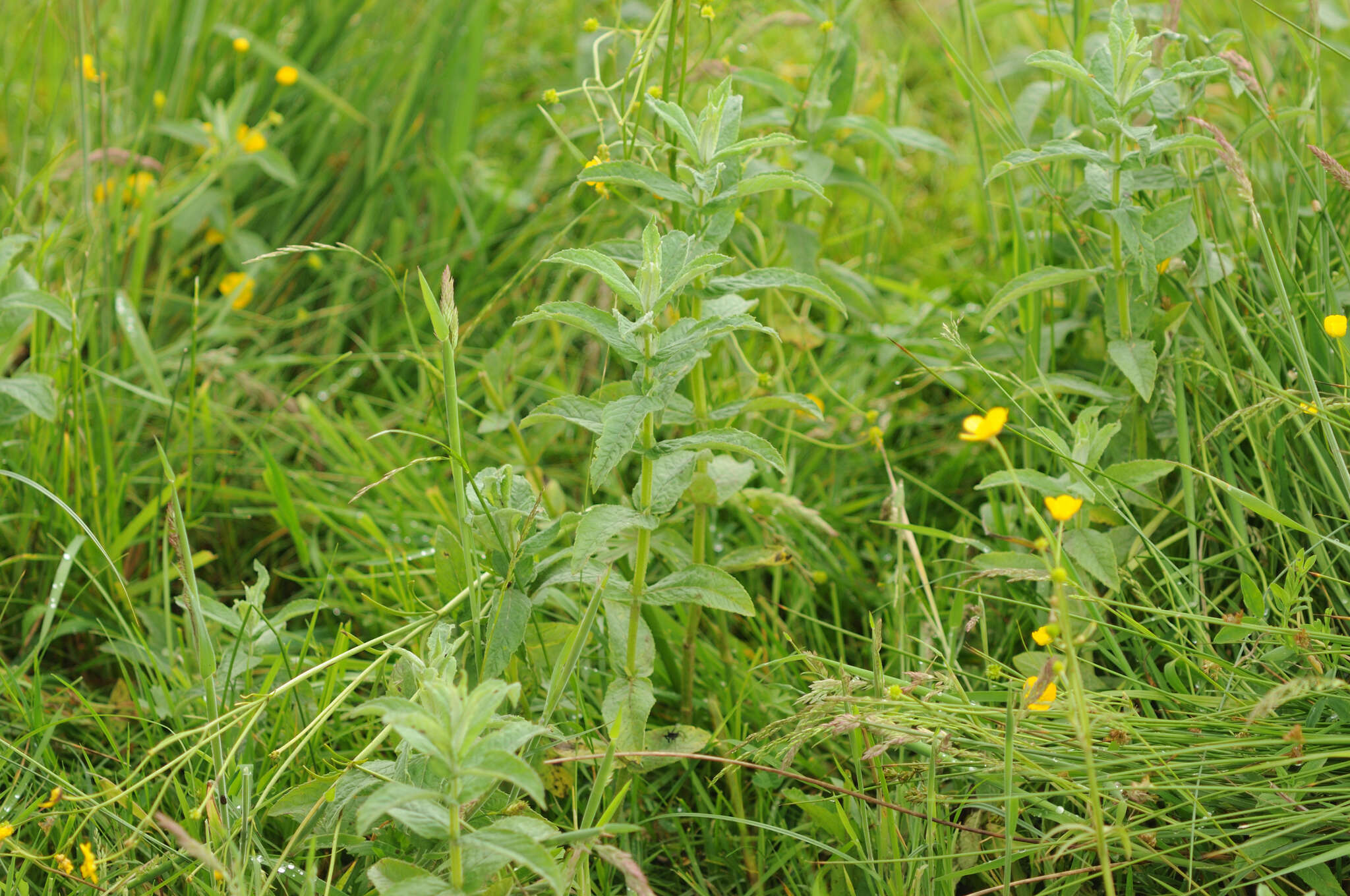 Image of Horse Mint