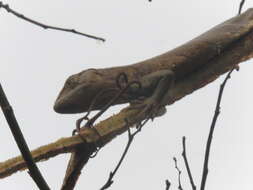 Image of Boulenger's Bush Anole