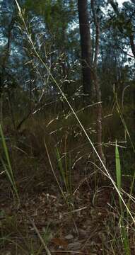 Image of Sporobolus laxus B. K. Simon