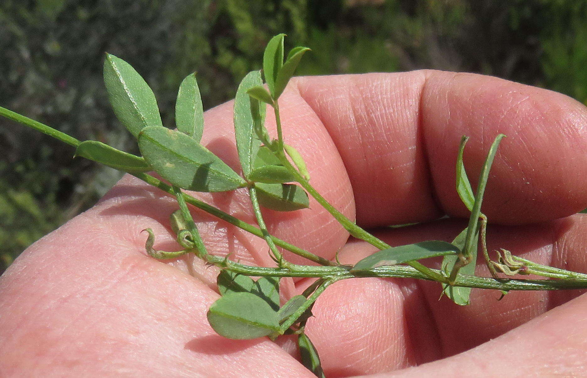 Image of Indigofera heterophylla Thunb.