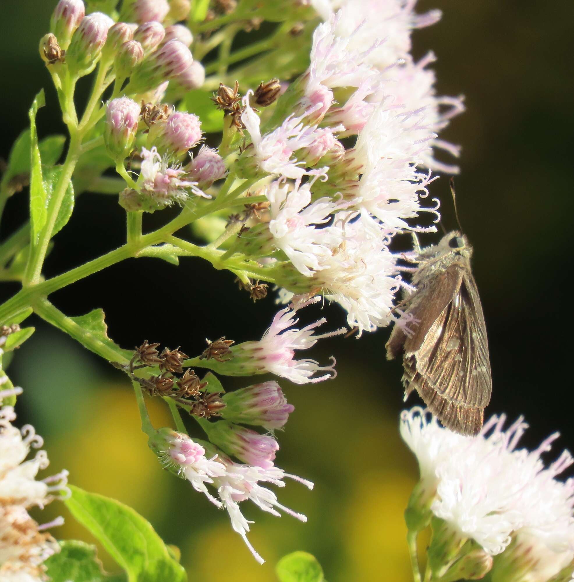 Image of Golden vernonia