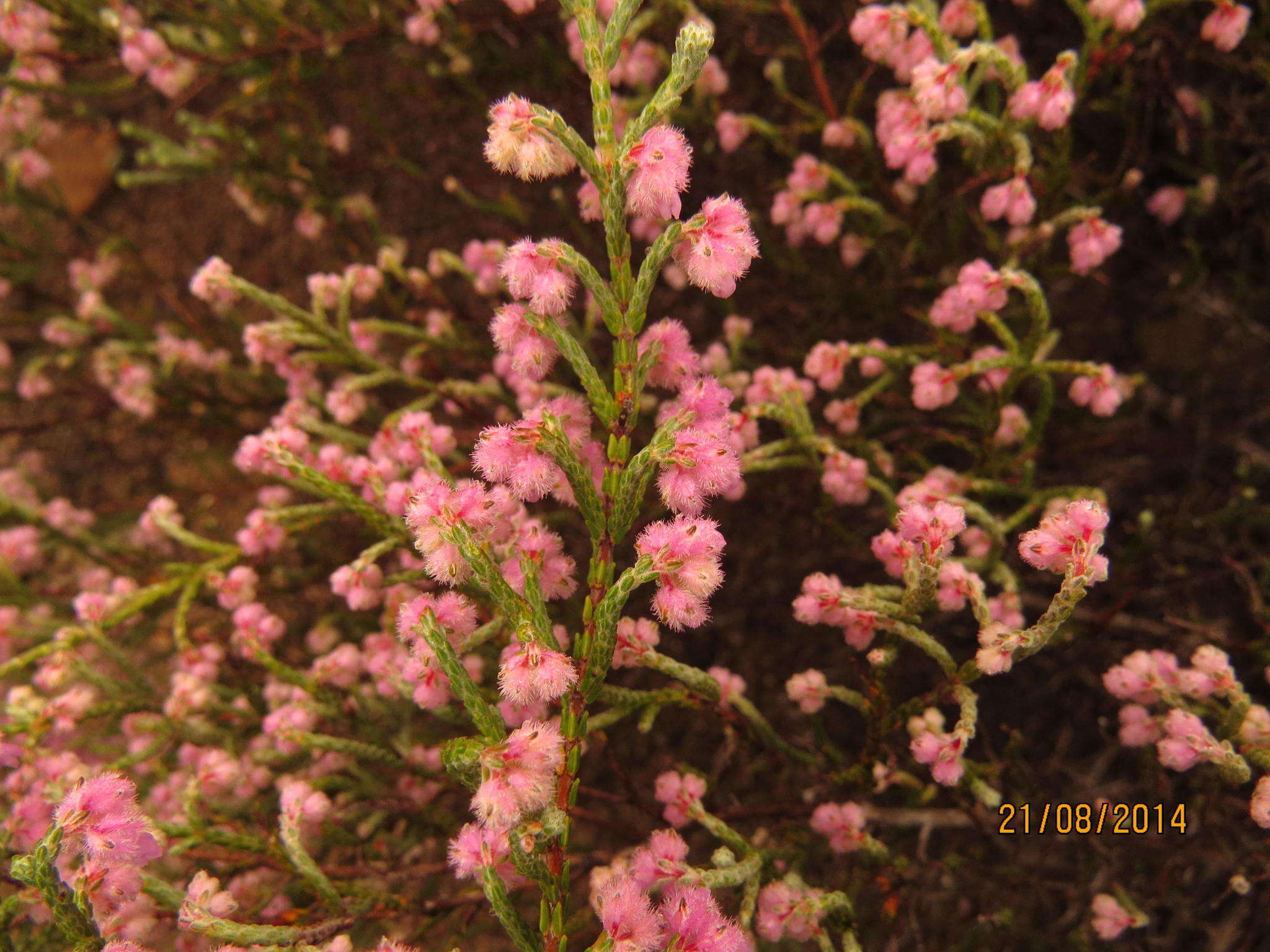 Image of Erica plumosa Thunb.