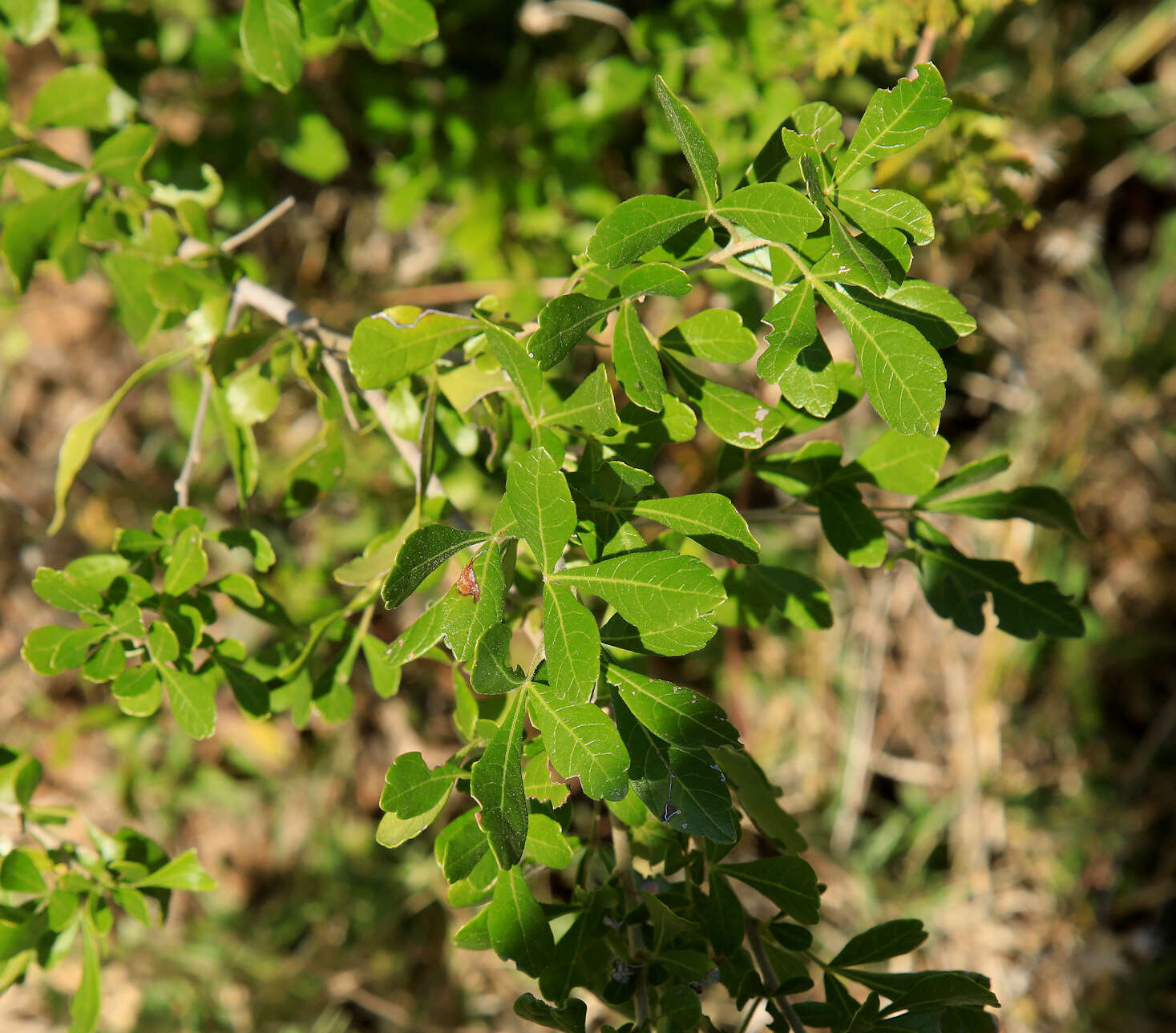 Image of common crowberry