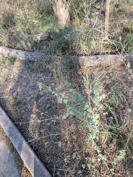 Image of anglestem Indian mallow