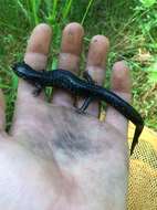 Plethodon chlorobryonis Mittleman 1951 resmi