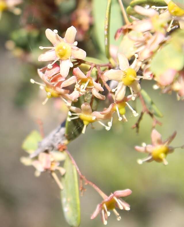 Image of Gloveria integrifolia (L. fil.) M. Jordaan