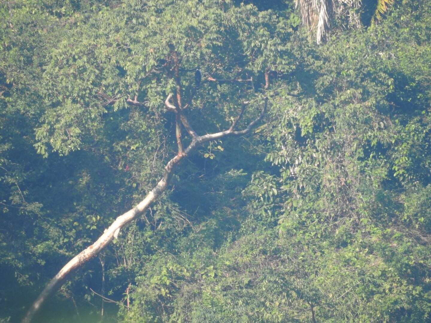 Image of Collared Forest Falcon