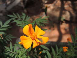 Imagem de Tagetes erecta L.