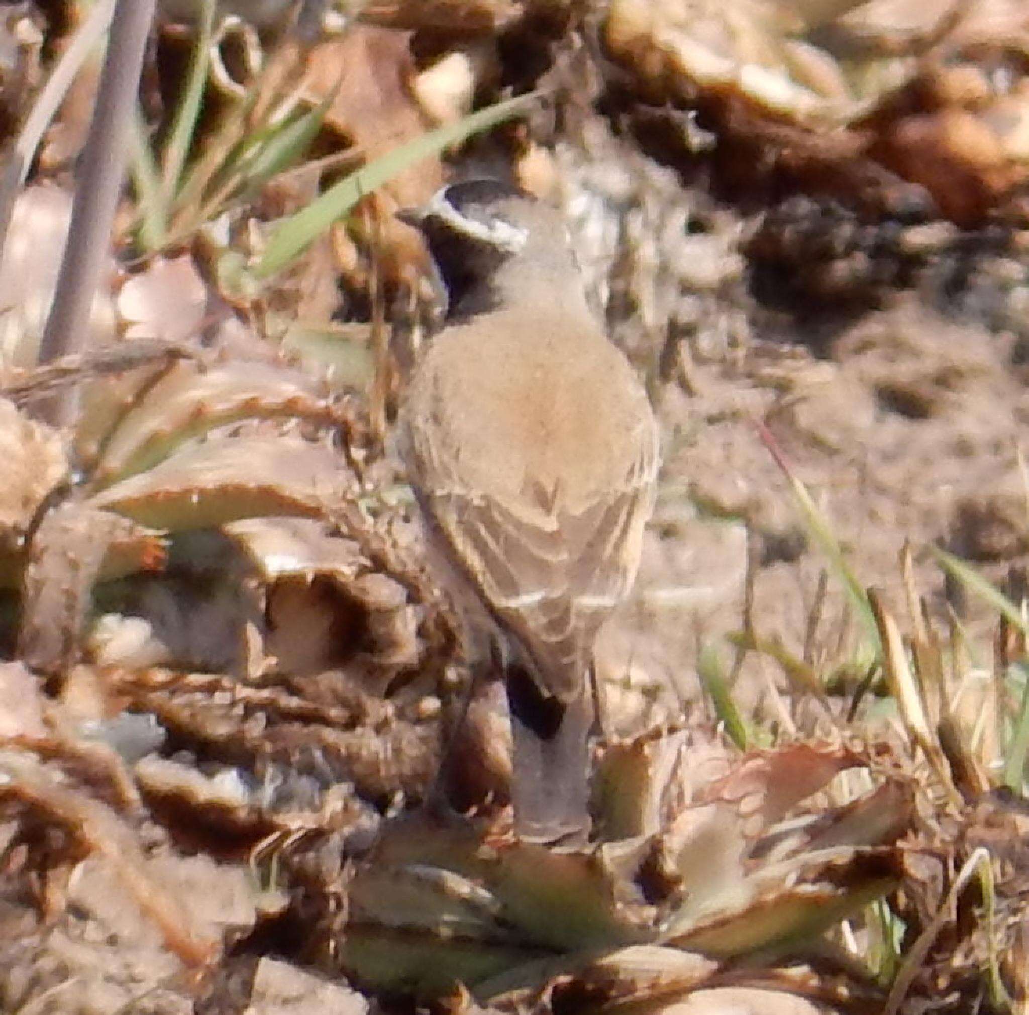 Image of Capped Wheatear