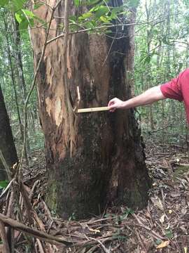 Image of Eucalyptus tereticornis subsp. tereticornis