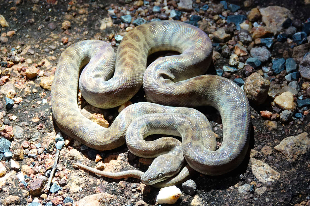 Image of Children's Python