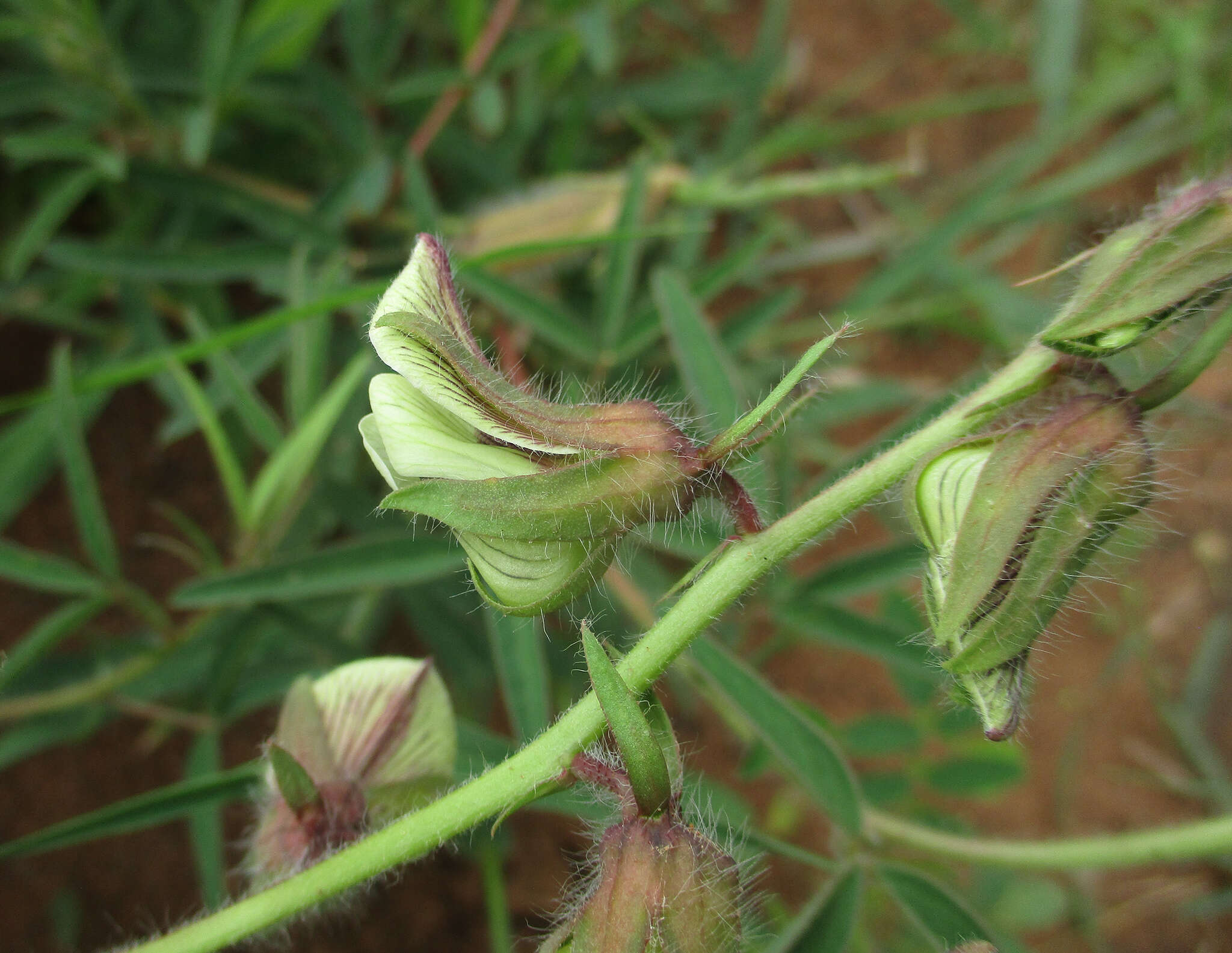 Image of Crotalaria burkeana Benth.