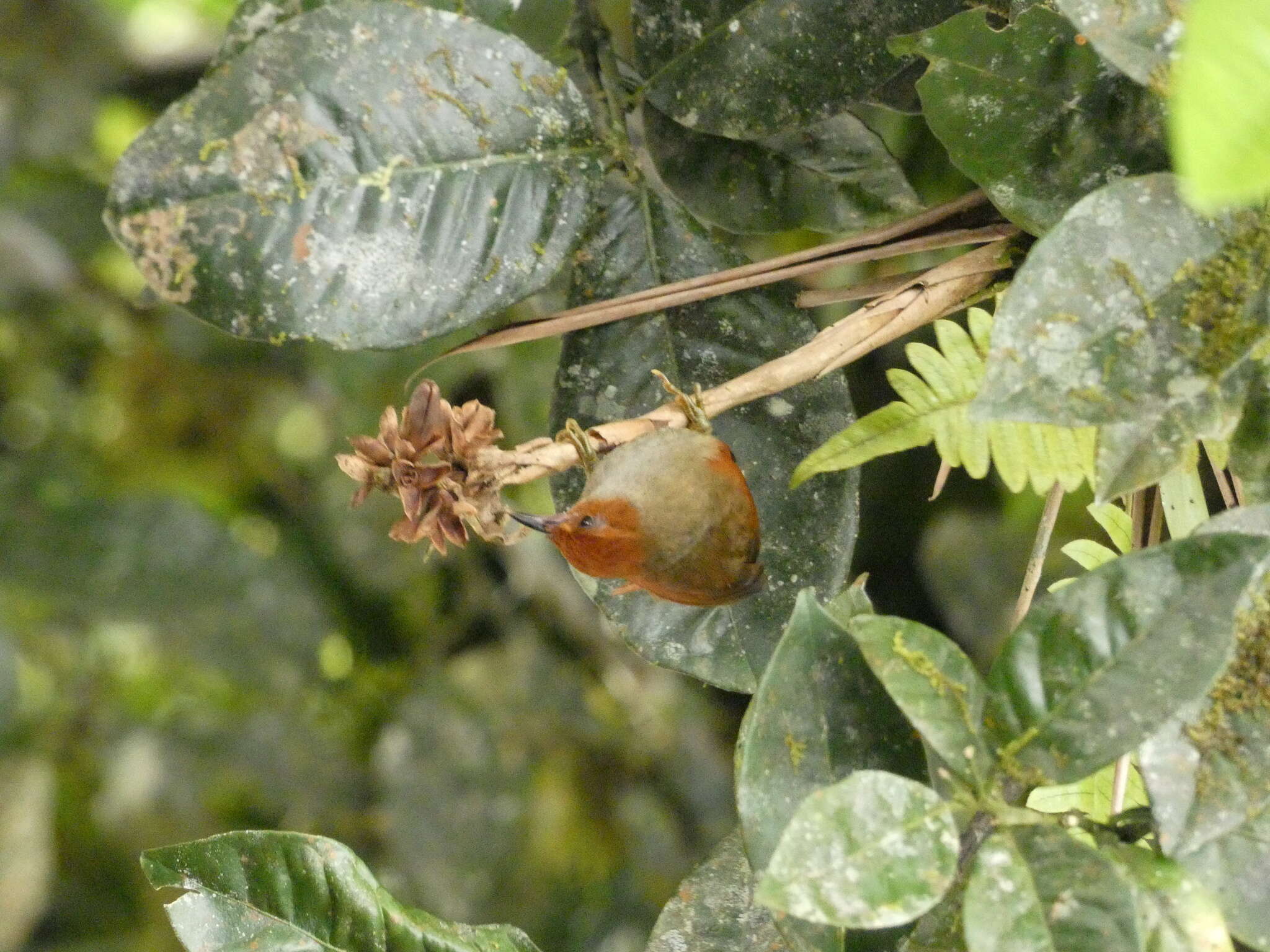 Image of Red-faced Spinetail