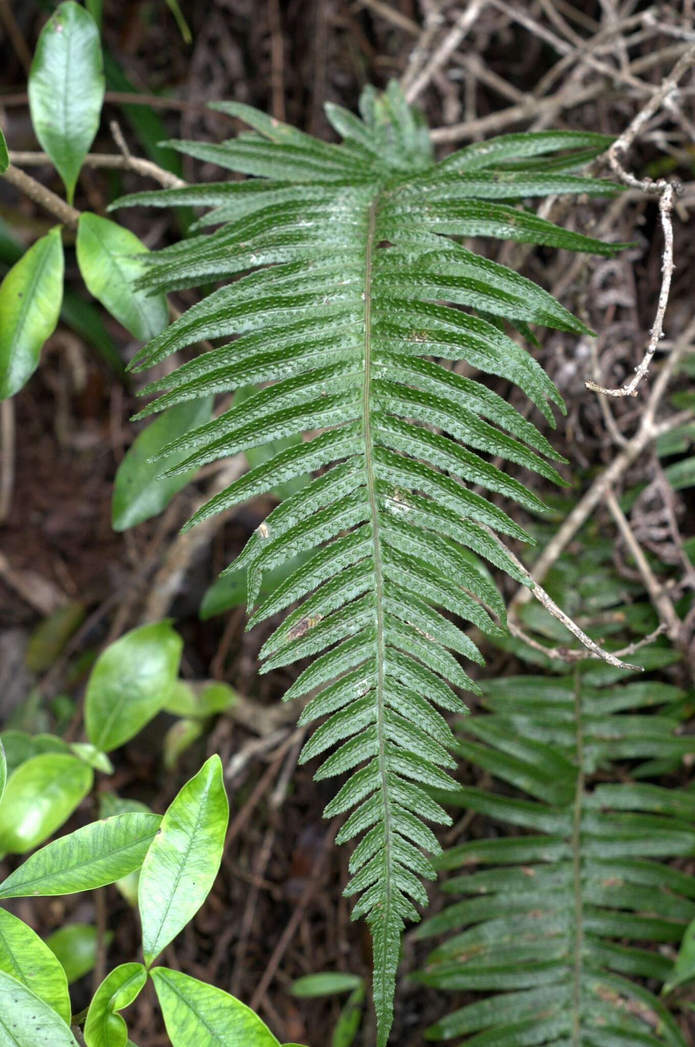 Image of Kunth's hacksaw fern