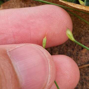 Image of Fimbristylis acuminata Vahl