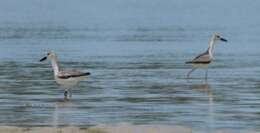 Image of crab-plovers