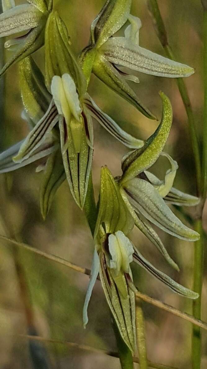 Image of Streaked leek orchid