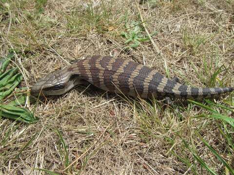 Imagem de Tiliqua scincoides scincoides (White 1790)