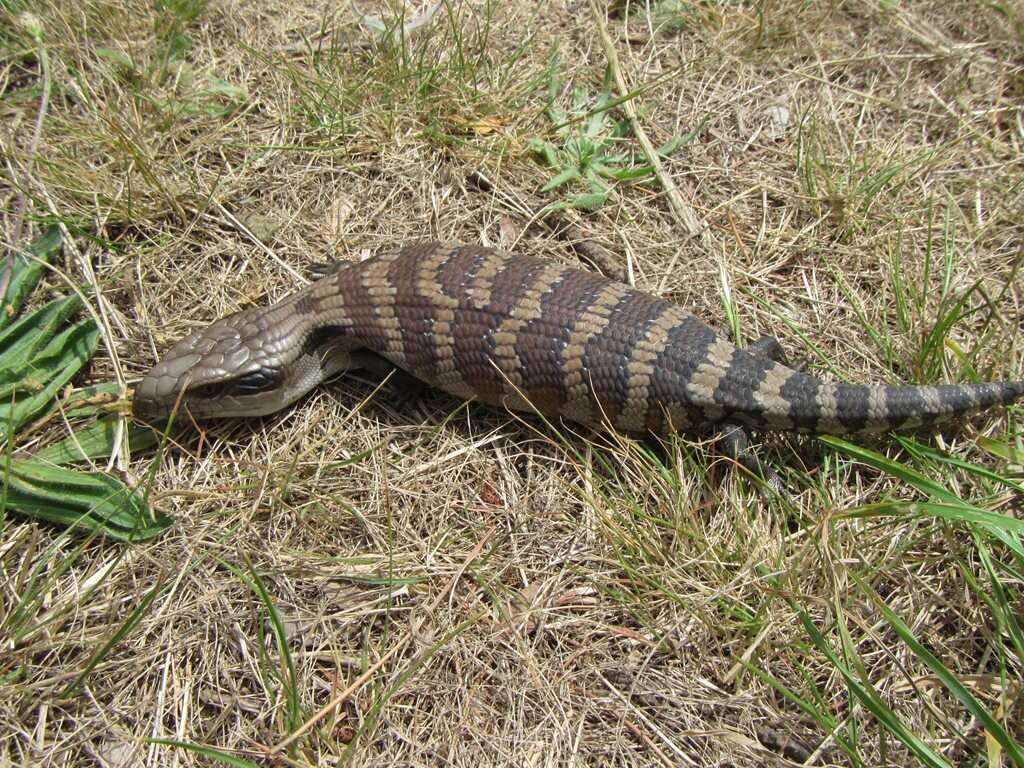 Image of Tiliqua scincoides scincoides (White 1790)