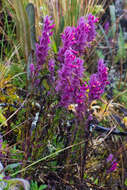 صورة Neobartsia laniflora (Benth.) Uribe-Convers & Tank