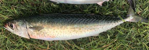 Image of Atlantic Chub Mackerel