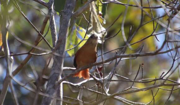 Image of White-lored Spinetail