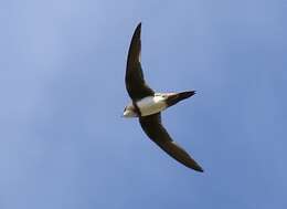 Image of Alpine swift