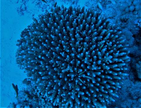 Image of Finger Coral