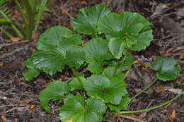 Image of Azorella lyallii (J. B. Armstr.) G. M. Plunkett & A. N. Nicolas