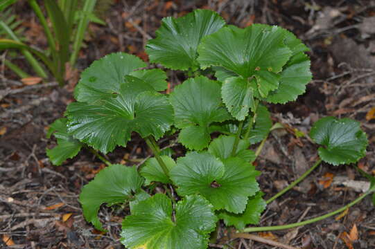 Image of Azorella lyallii (J. B. Armstr.) G. M. Plunkett & A. N. Nicolas