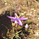 Image of Hesperantha glabrescens Goldblatt