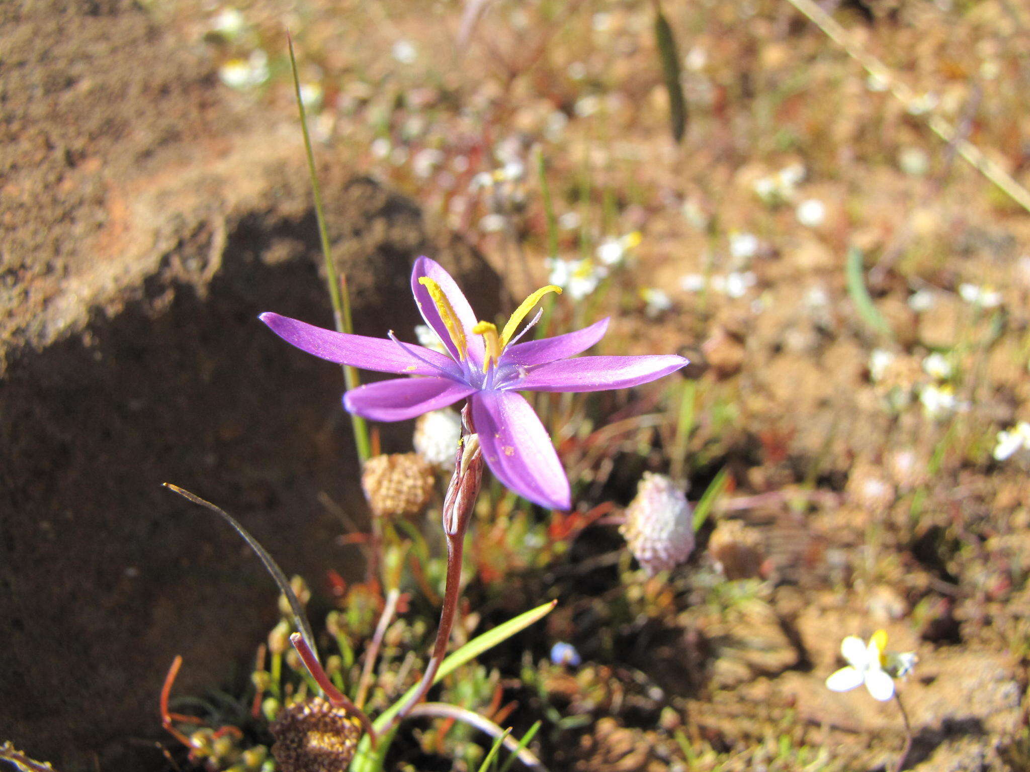 Hesperantha glabrescens Goldblatt的圖片