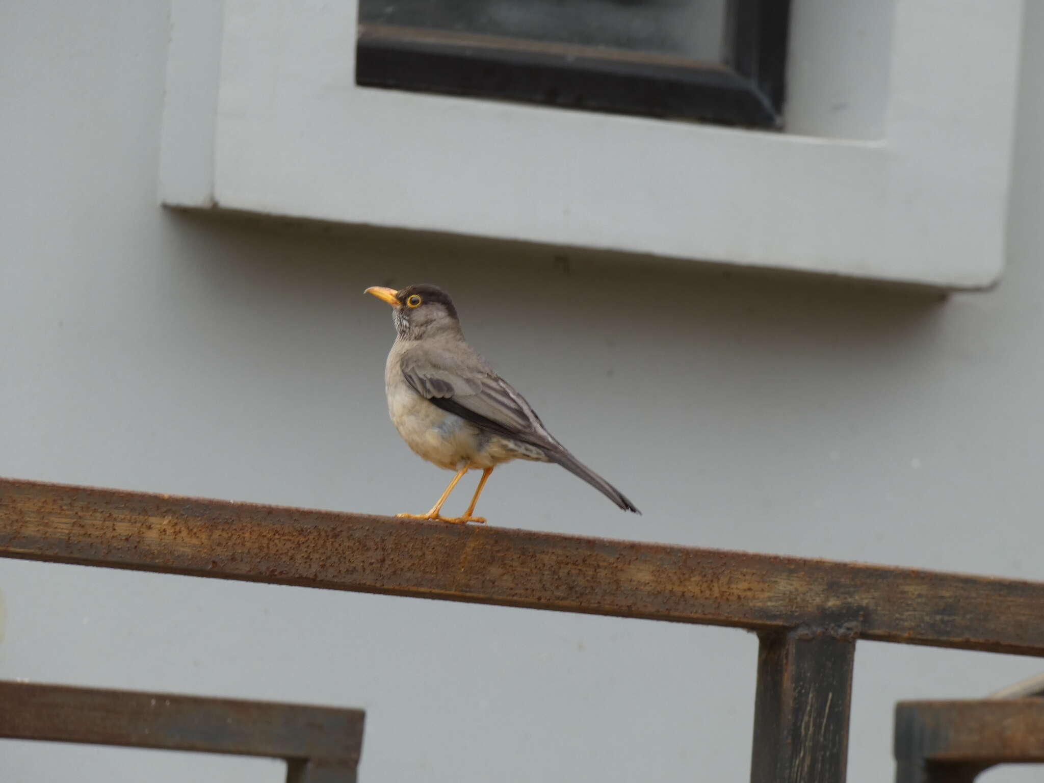 Image de Turdus falcklandii magellanicus King & PP 1831