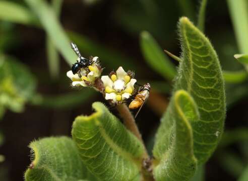 Image de Xysmalobium parviflorum Harv. ex Scott Elliott