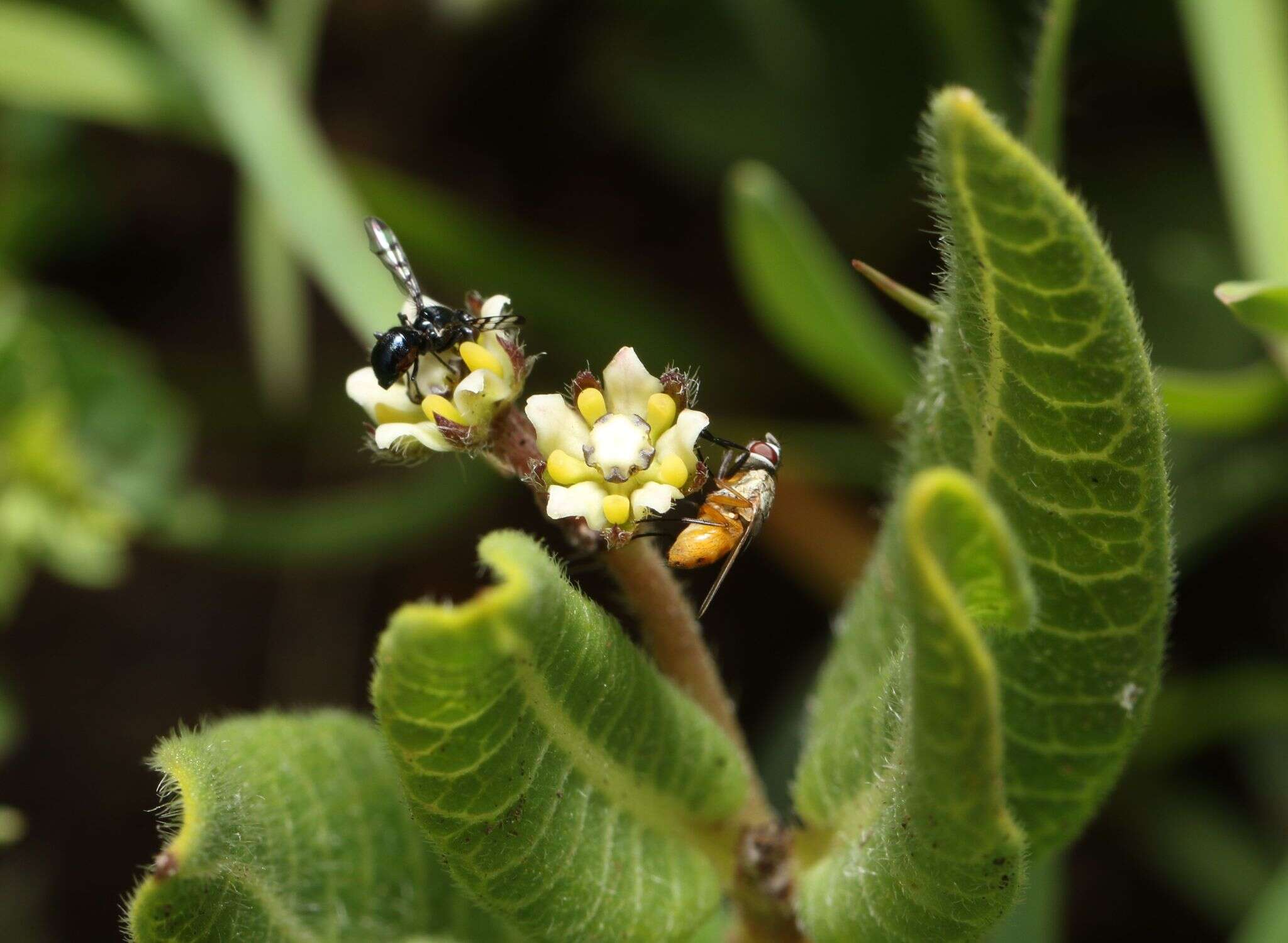 Xysmalobium parviflorum Harv. ex Scott Elliott的圖片