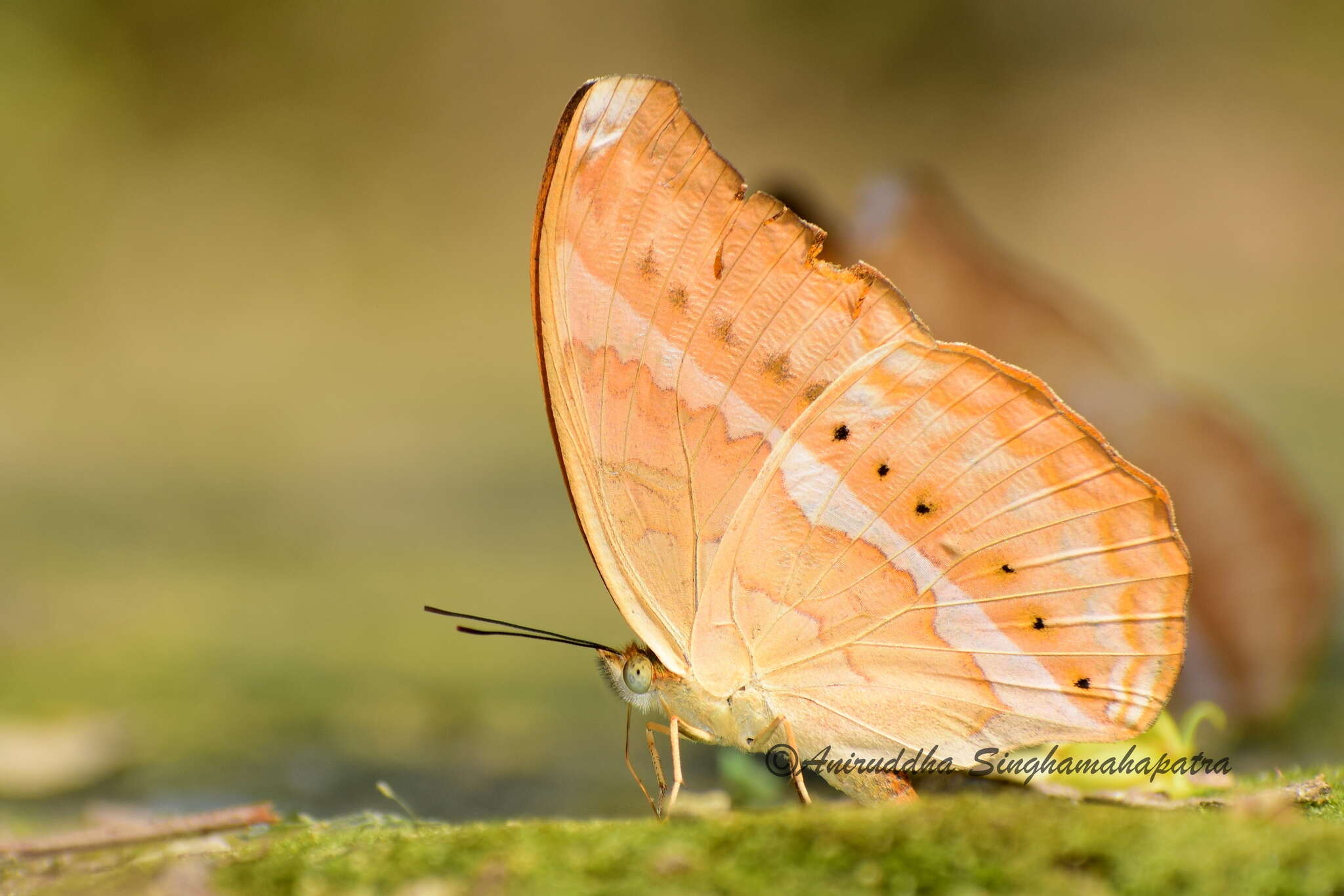 Imagem de Cirrochroa aoris Doubleday (1847)