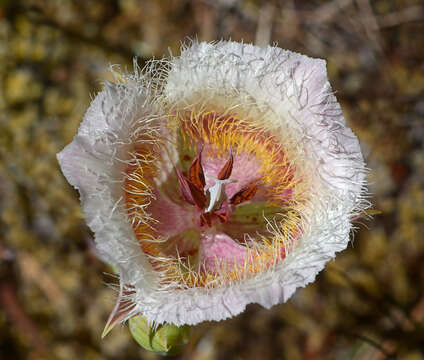 Calochortus coxii M. R. Godfrey & Callahan resmi