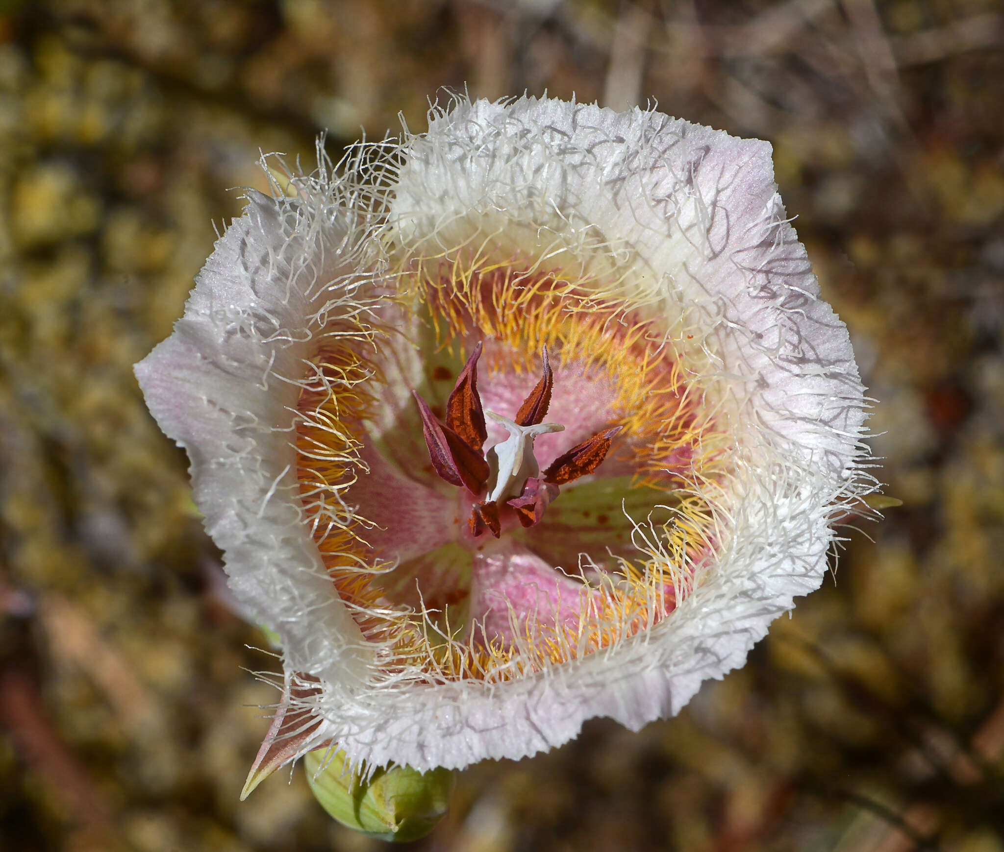 Calochortus coxii M. R. Godfrey & Callahan resmi