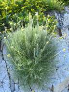 Image of Helichrysum litoreum Guss.