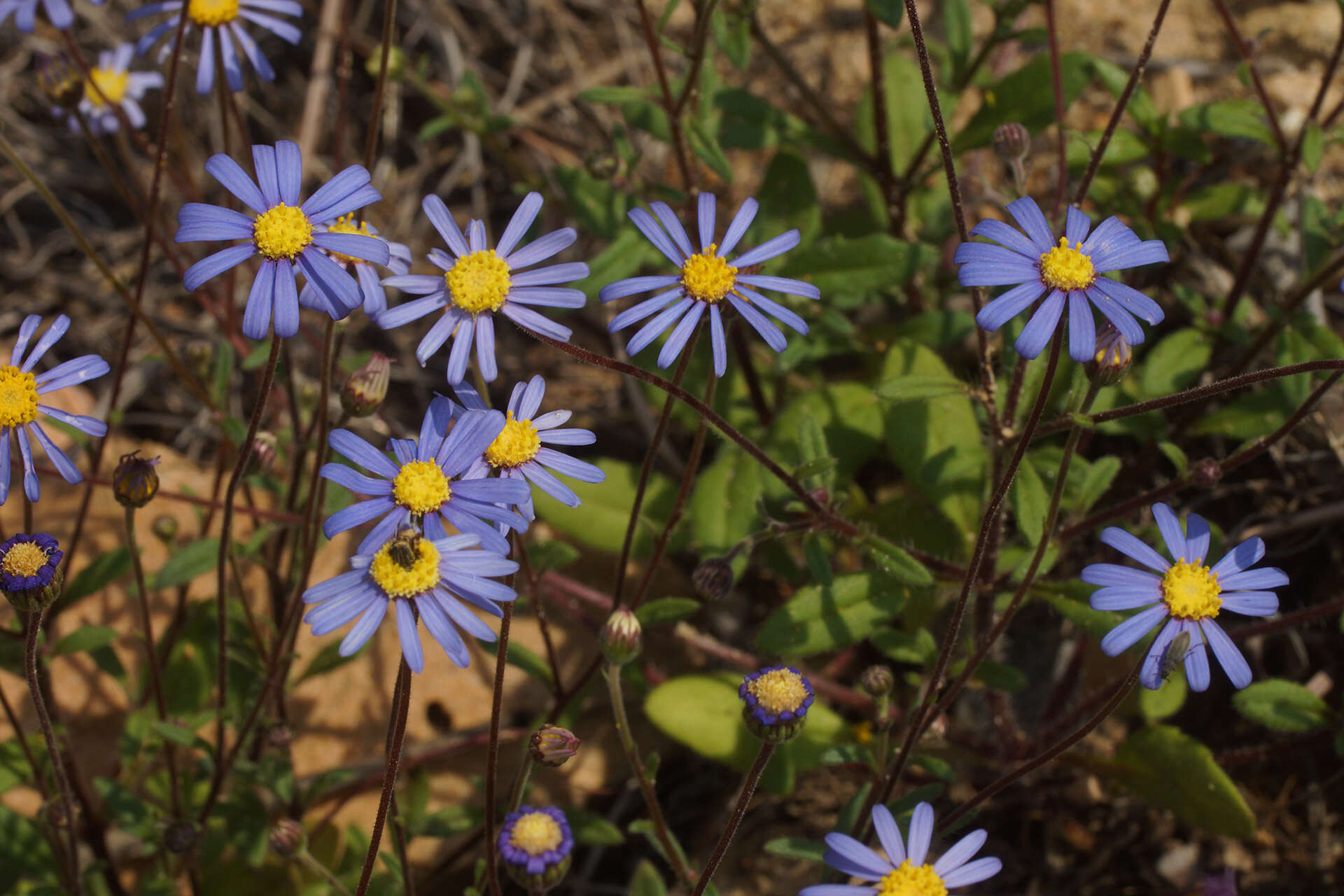 Image of Felicia bergeriana (Spreng.) O. Hoffm. ex A. Zahlbr.