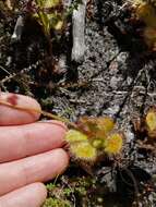 Image of Drosera cuneifolia L. fil.