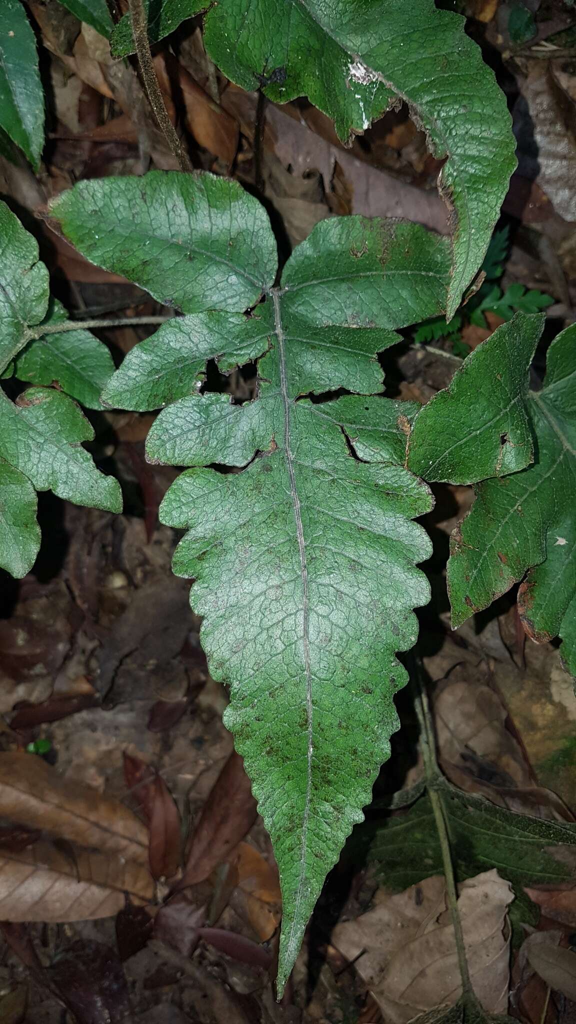 Image of Stegnogramma wilfordii (Hook.) Seriz.