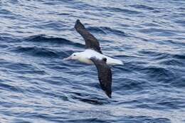 Image of Royal Albatross